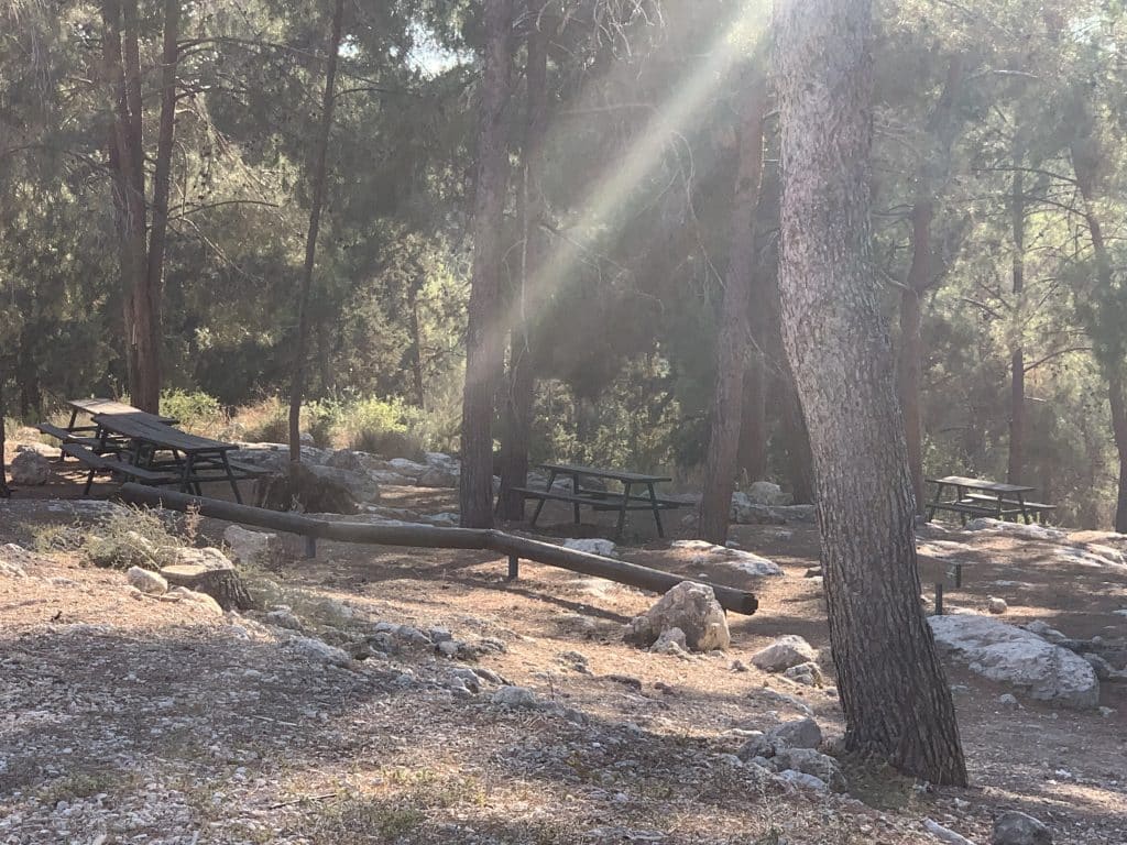 יער המגינים - טיול בשפלה