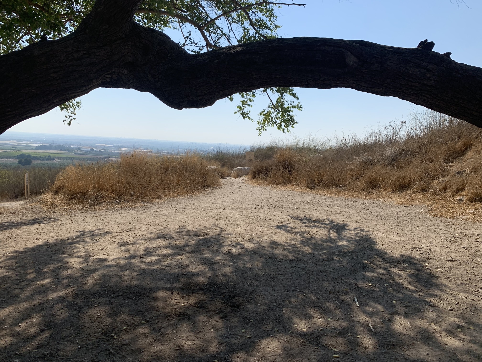 תל גזר כרמי יוסף נוף מהעץ