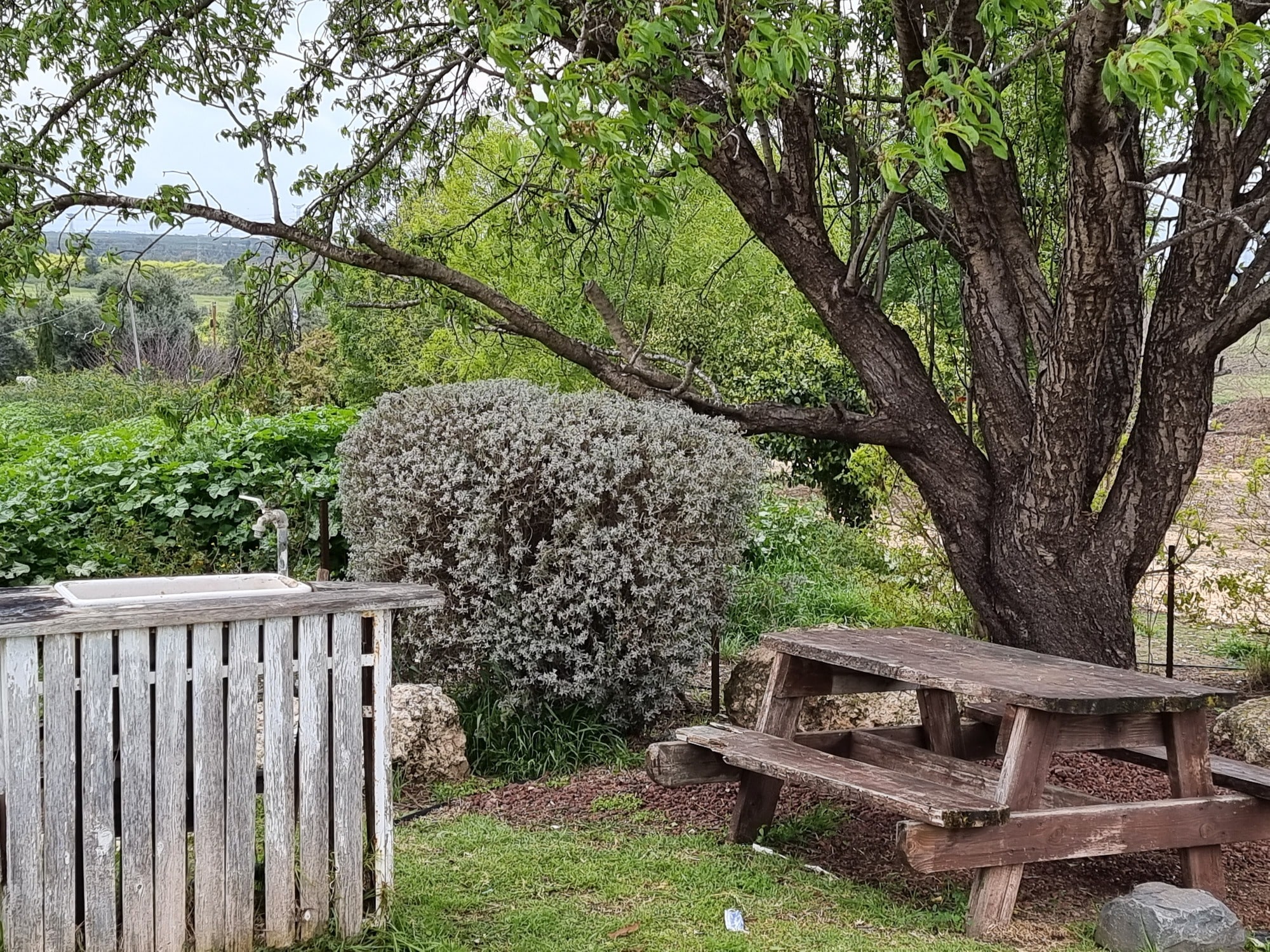 הגבעה של שלומי