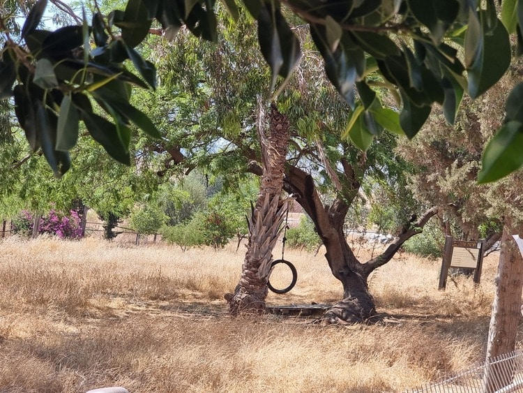 חורשת שלום נדנדה תלויה