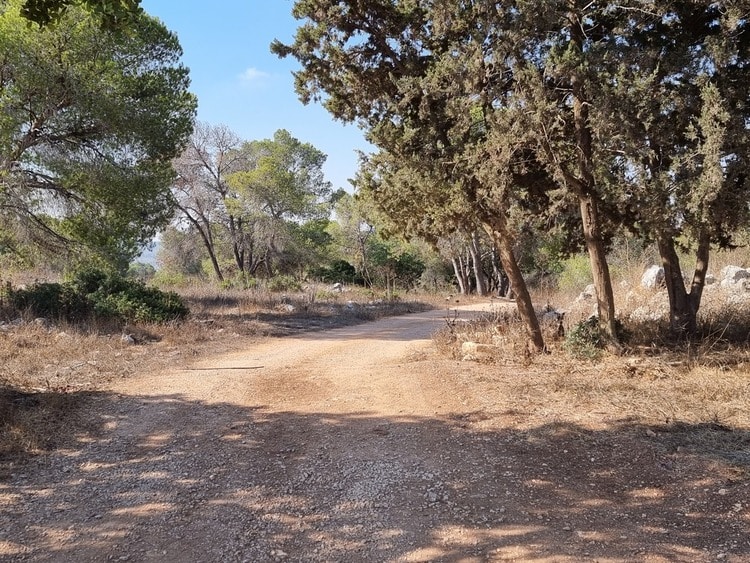 חניון שער הזהב עצים