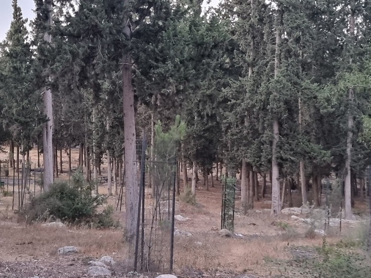 יער קרית אתא עצים