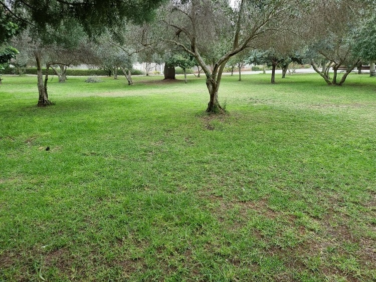 גן שפרינצק דשא