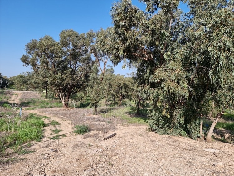 פארק לובה אליאב קרית גת