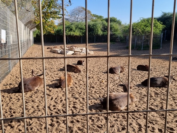 פארק נחל לכיש גן חיות