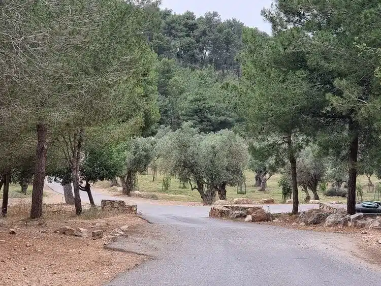 יער אחיהוד