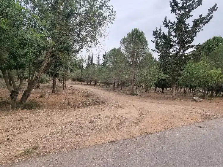 יער אחיהוד יער