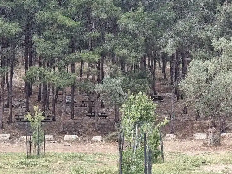 יער אחיהוד שולחנות פיקניק