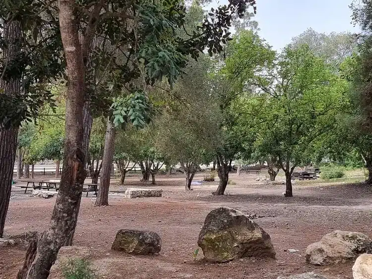 יער אשתאול