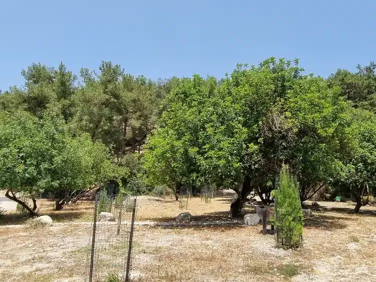 חניון גולי חורשה