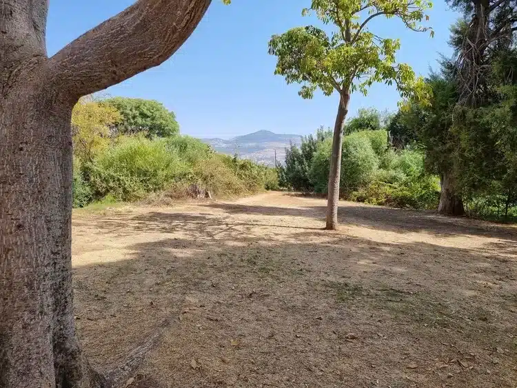 פארק דפנה פינת צל מתחת עץ