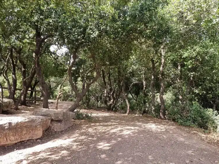 מצפור הר אדיר חורשה