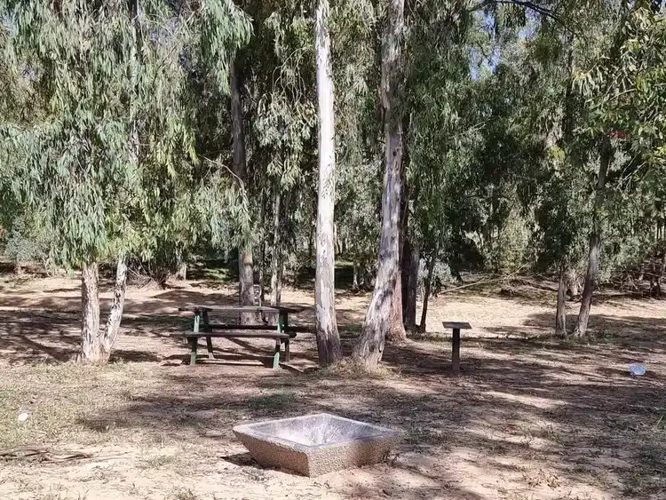 יער שוקדה איסוף פחמים
