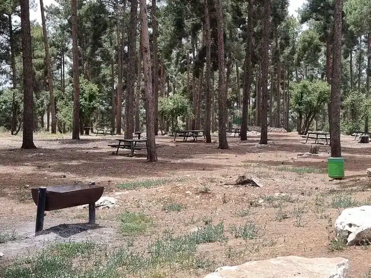 פארק עין זיתים חורשה