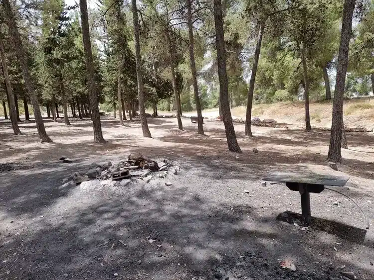 יער ביריה הבערת אש