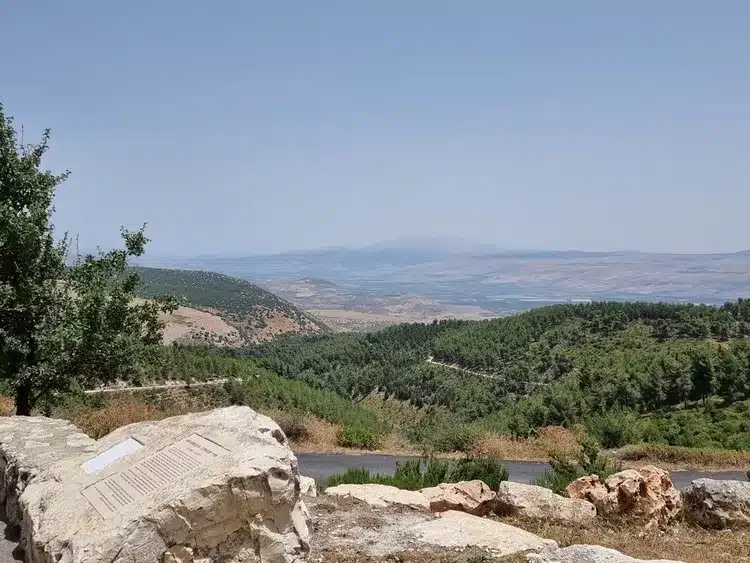 יער ביריה נוף