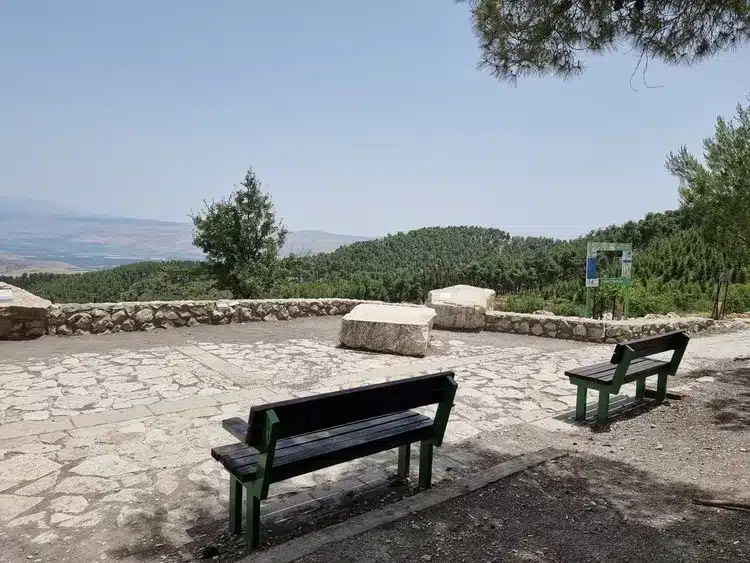 יער ביריה תצפית