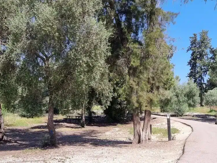 יער חולדה
