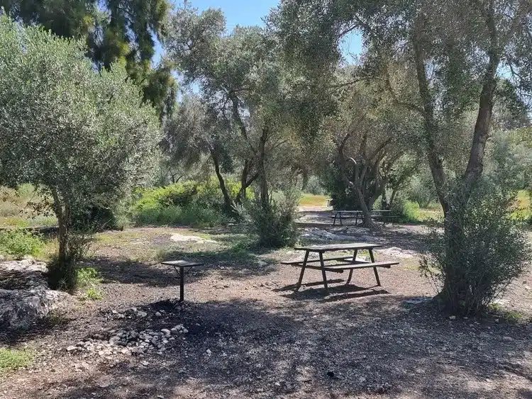 יער חולדה