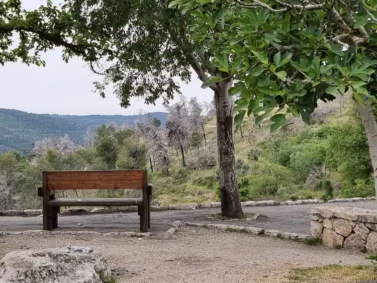 יער סטף ספסל מול הנוף
