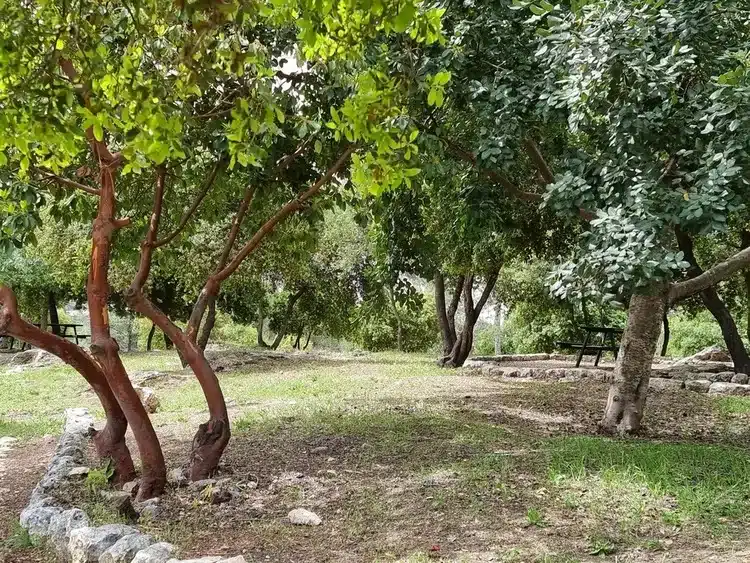 שביל עיטאב שולחן פיקניק