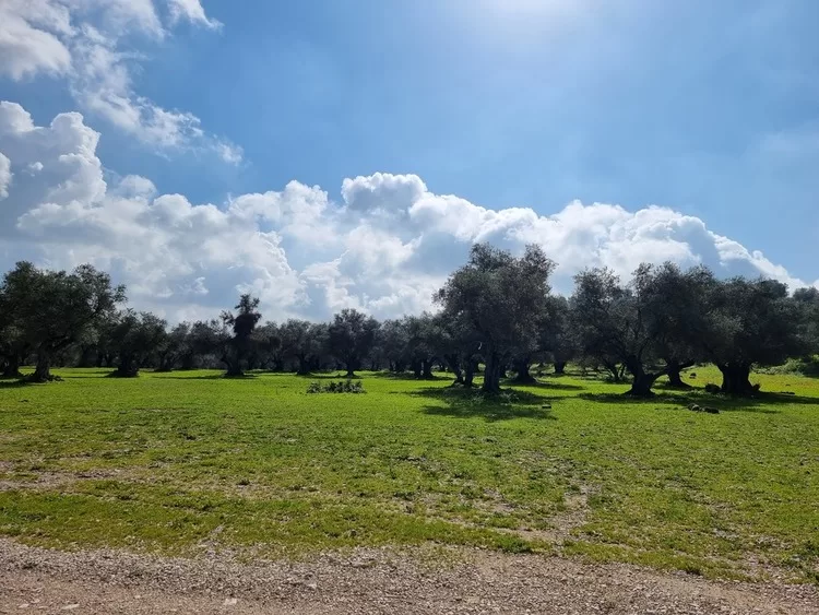 תל חדיד דשא