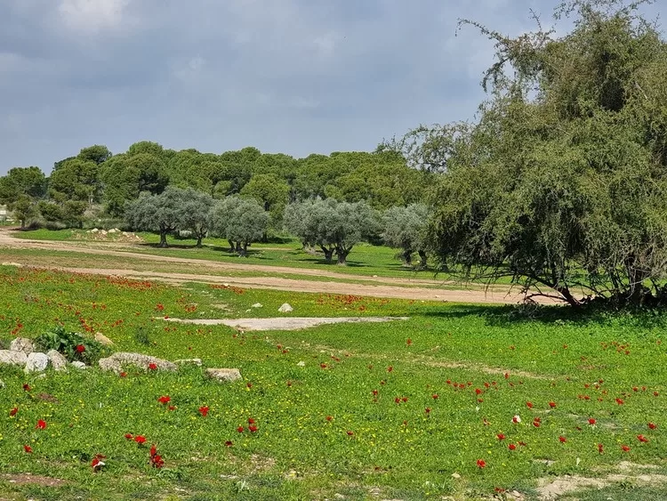תל חדיד כלניות