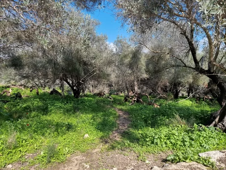 תל חדיד שבילי טיול