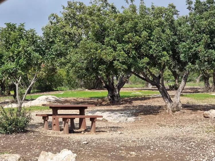 תל חדיד שולחן