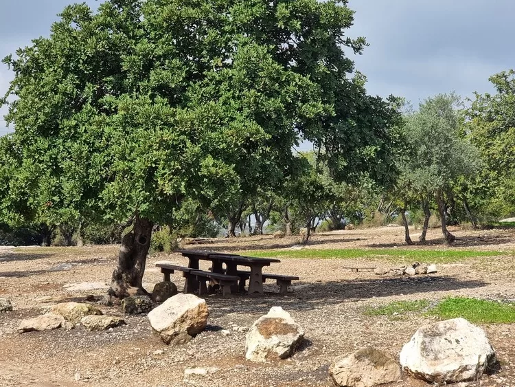 תל חדיד שולחנות פיקניק מוצלים