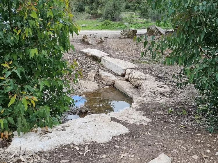 יער פרו - טיול באזור ירושלים