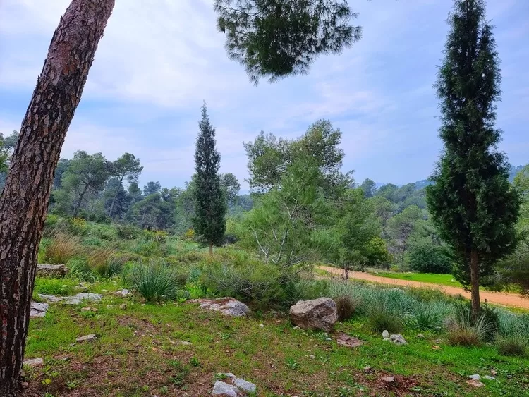 יד קדושי צ'כלוסובקיה יער הקדושים