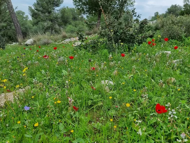 יד קדושי צ'כלוסובקיה יער הקדושים