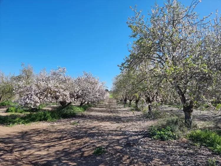 נווה שלום מטע שקדיות