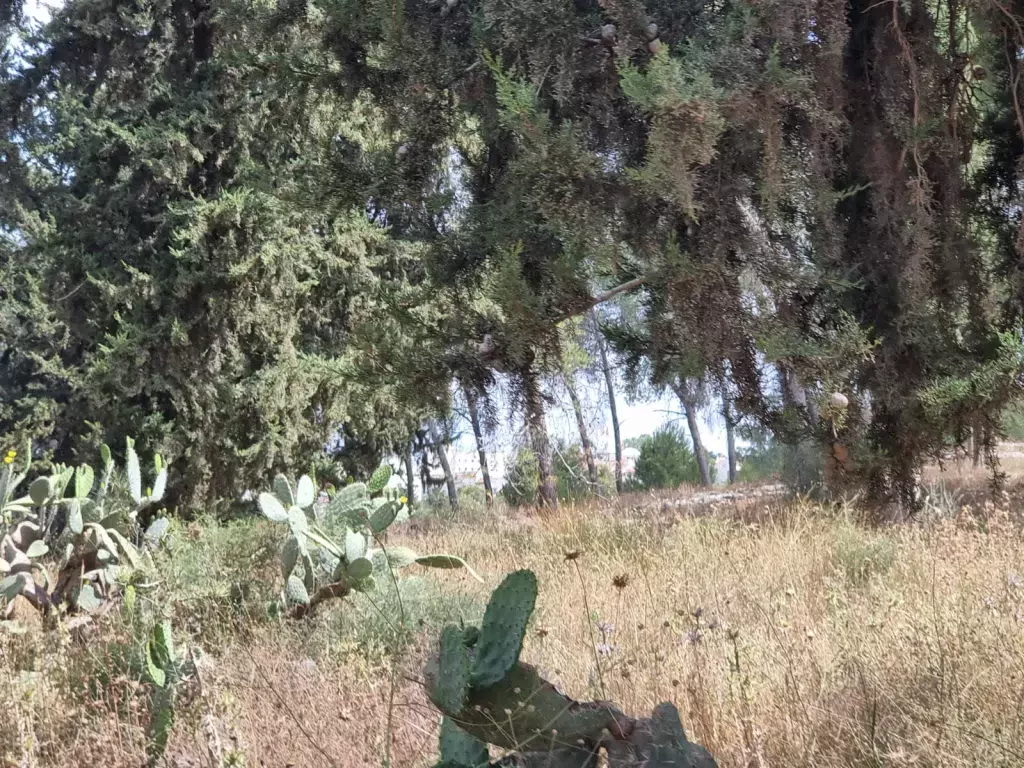 יער קולה