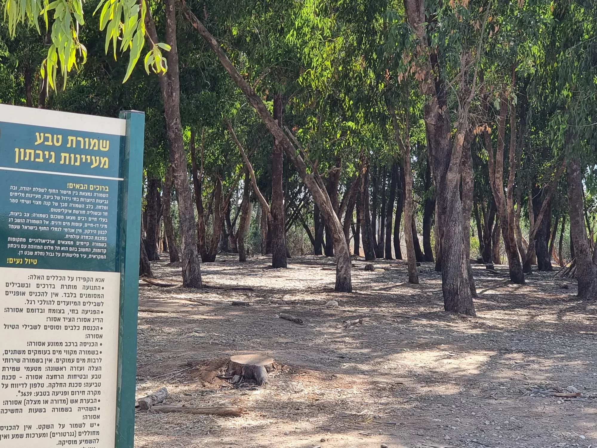 עינות גיבתון חורשה בשמורה
