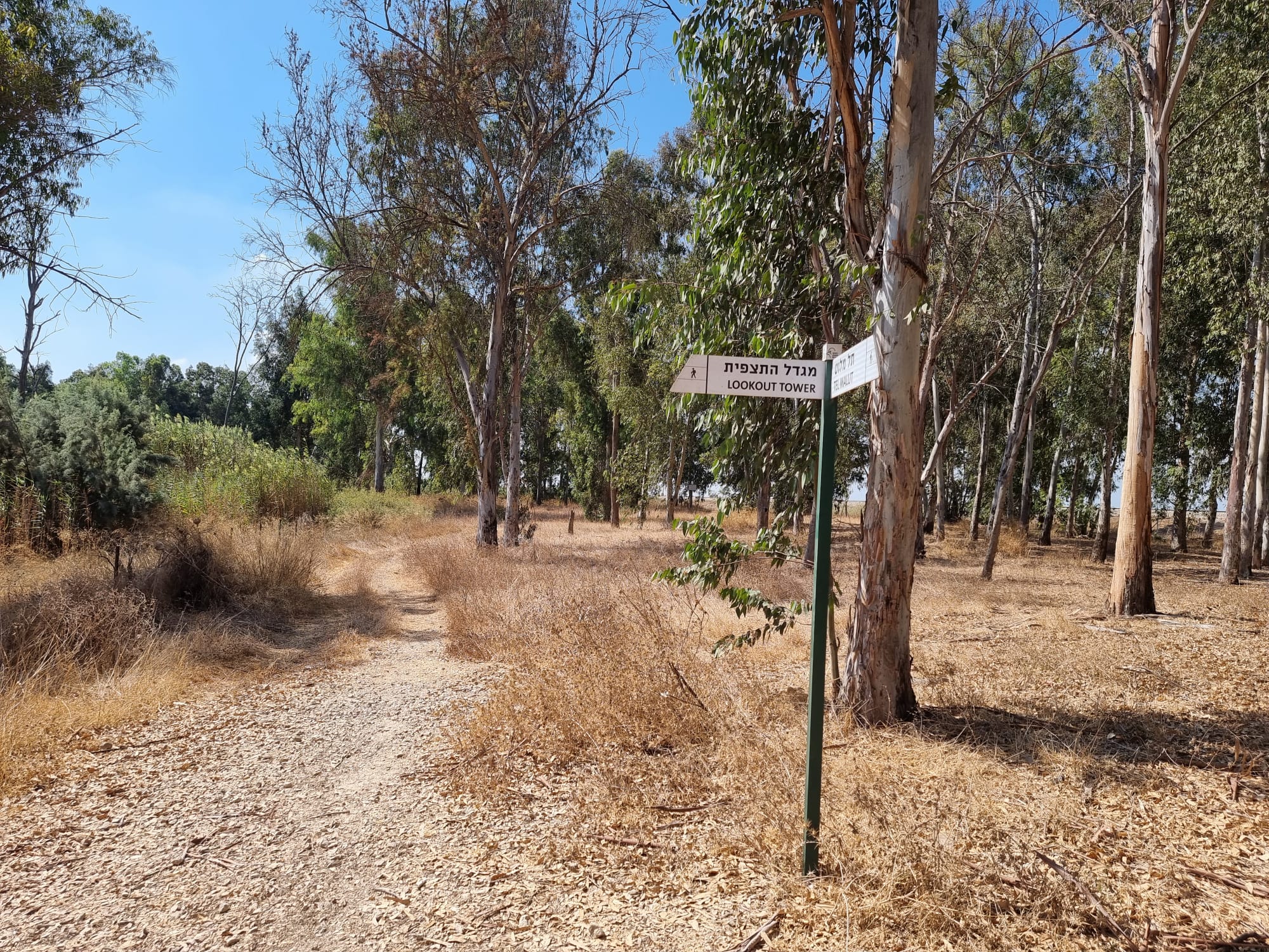 עיינות גיבתון מסלול הליכה מעגלי