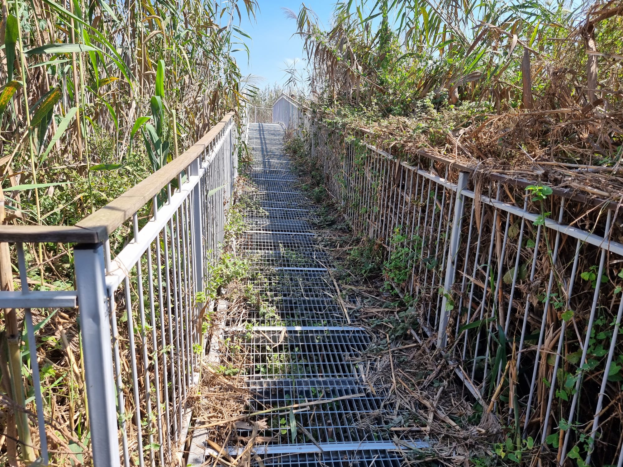 עינות גיבתון אמצע הגשר