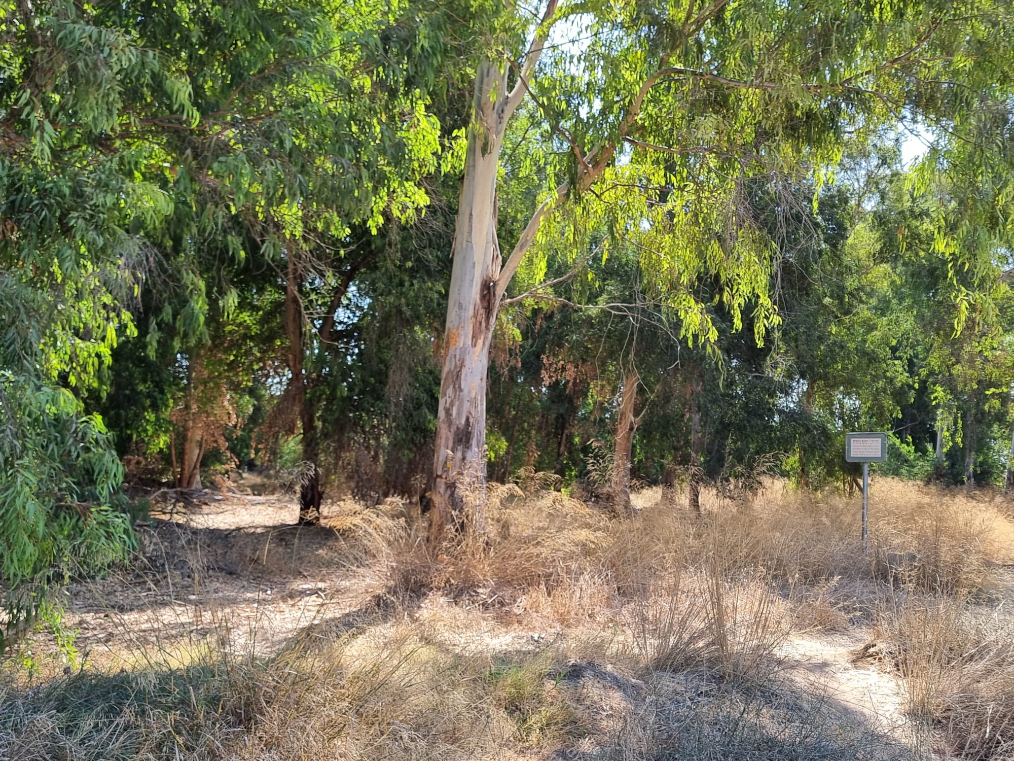 עינות גיבתון חורשה