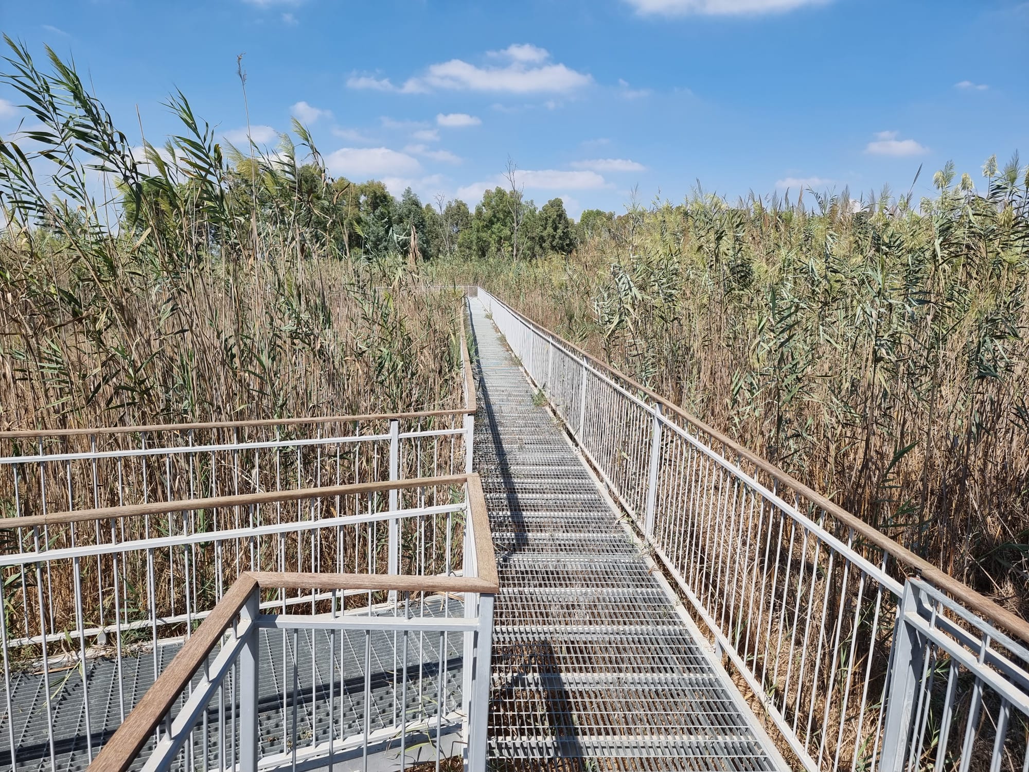 עינות גיבתון מסלול על הגשר