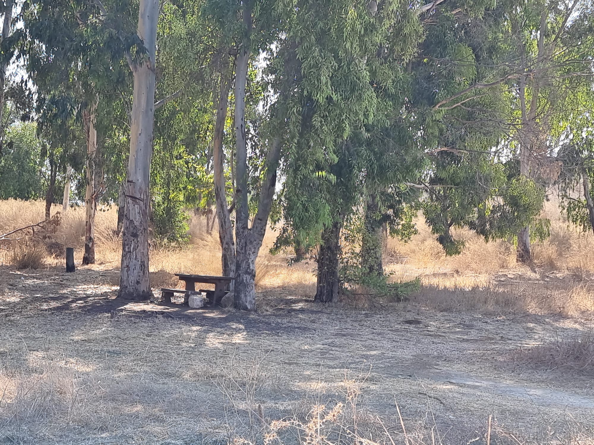 עינות גיבתון שולחן פיקניק